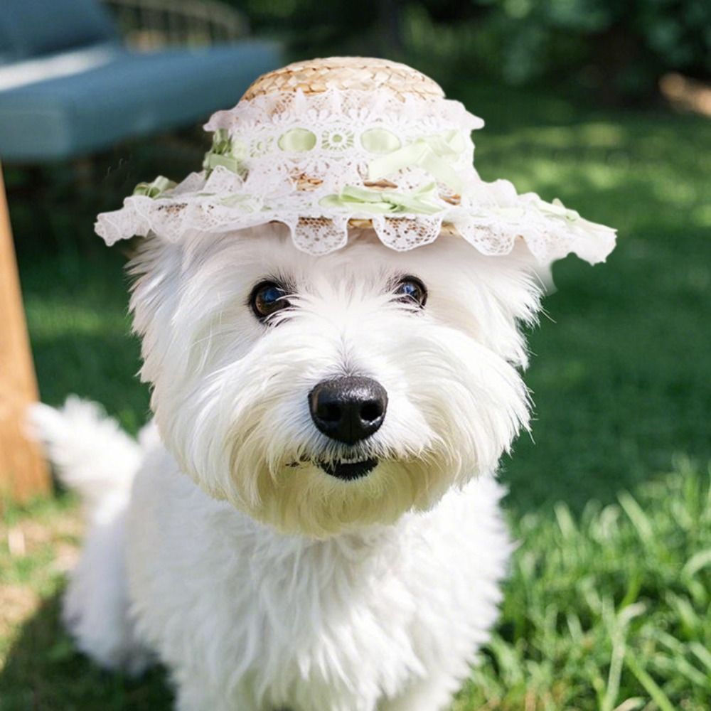 الحيوانات الأليفة في الهواء ال - مراجعة Straw Hat Summer وسعره